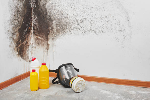 Best Preventive Mold Services in Greybull, WY