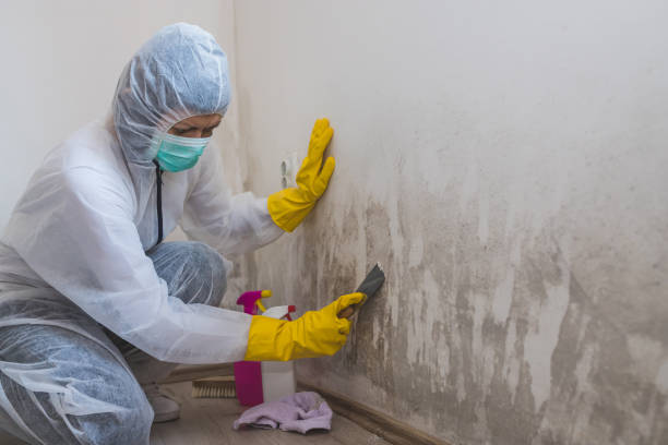Best Kitchen Mold Remediation in Greybull, WY