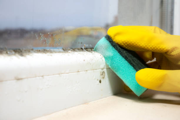 Best Insurance-Related Mold Remediation in Greybull, WY