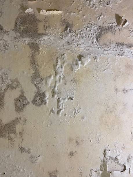 Best Basement Mold Remediation in Greybull, WY