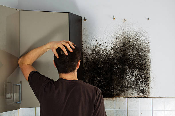 Best Emergency Mold Remediation in Greybull, WY