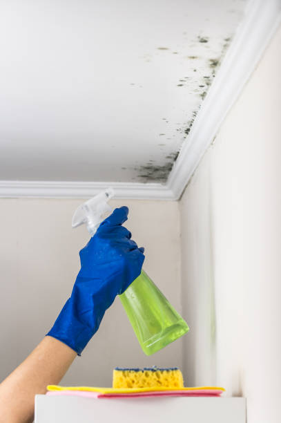 Best Bathroom Mold Remediation in Greybull, WY